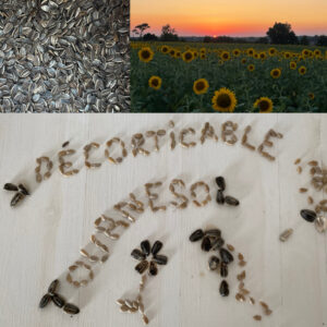 Tournesol Décortiqué