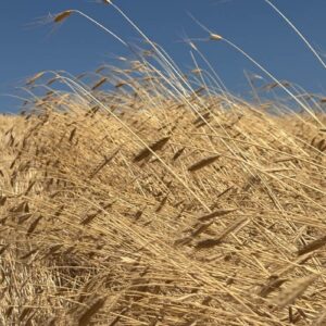 Farine Petit Epeautre complète T110-130